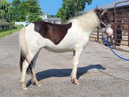 Horses for Sale | Currently for Sale | DeWitt, MI